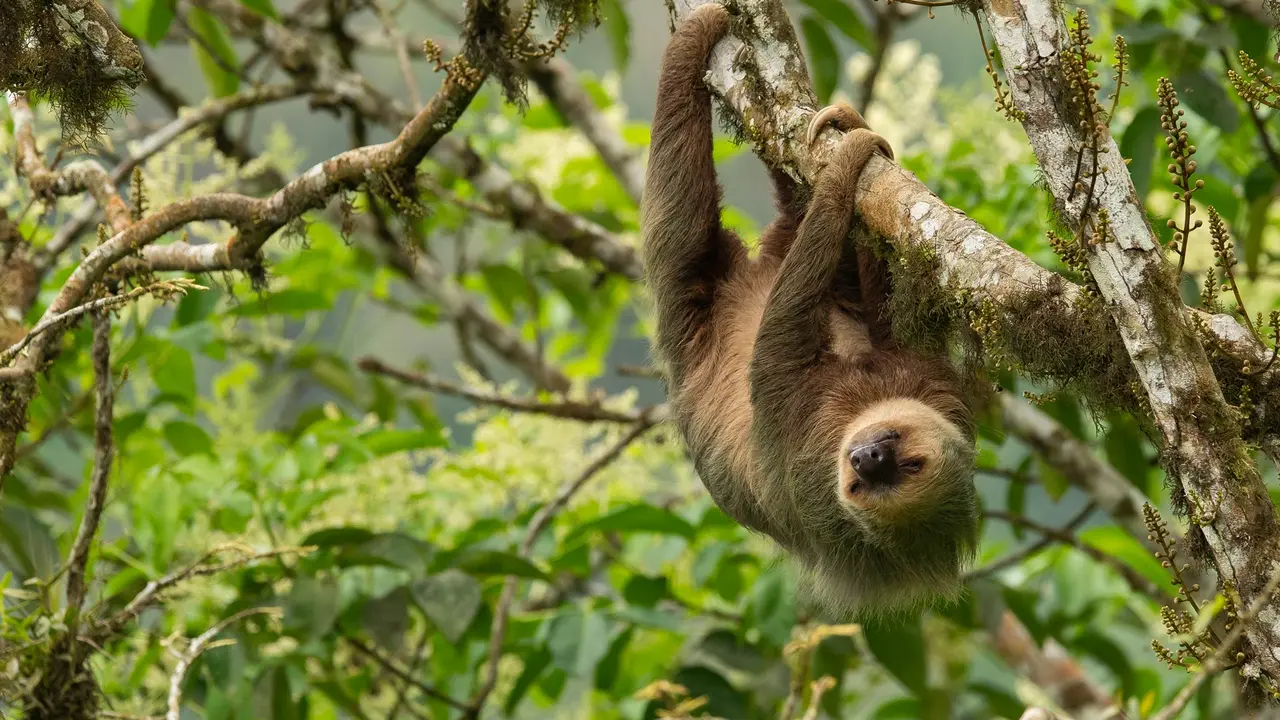Hoffmann's two-toed sloth, Ecuador