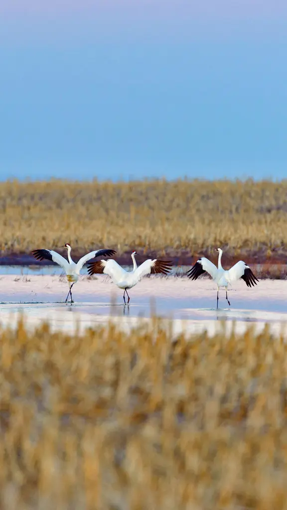 春季迁徙时正准备起飞的美洲鹤，南达科他州