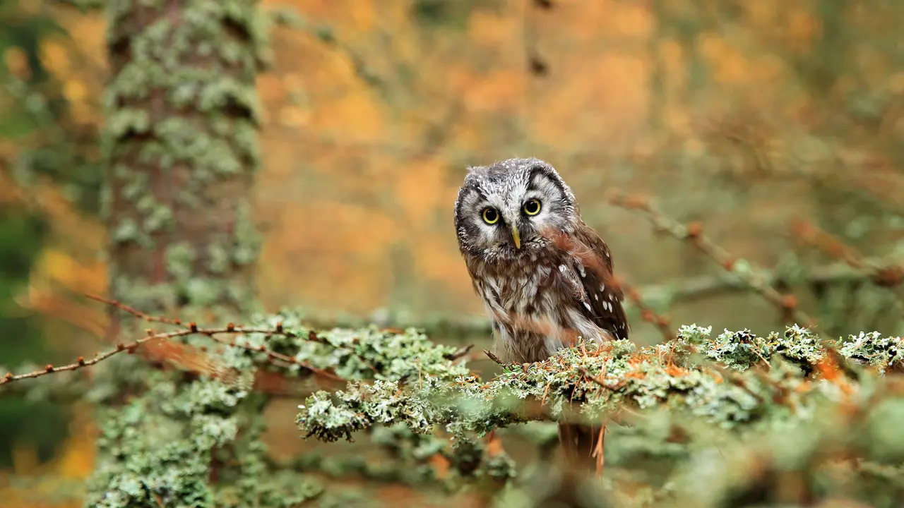 Boreal owl in a forest in Central Europe