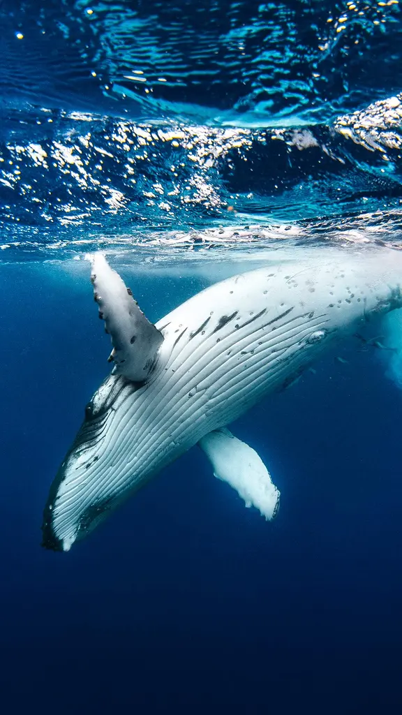 座头鲸唱歌的地方