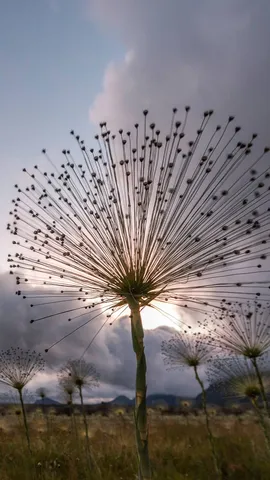 A for&ccedil;a da delicadeza