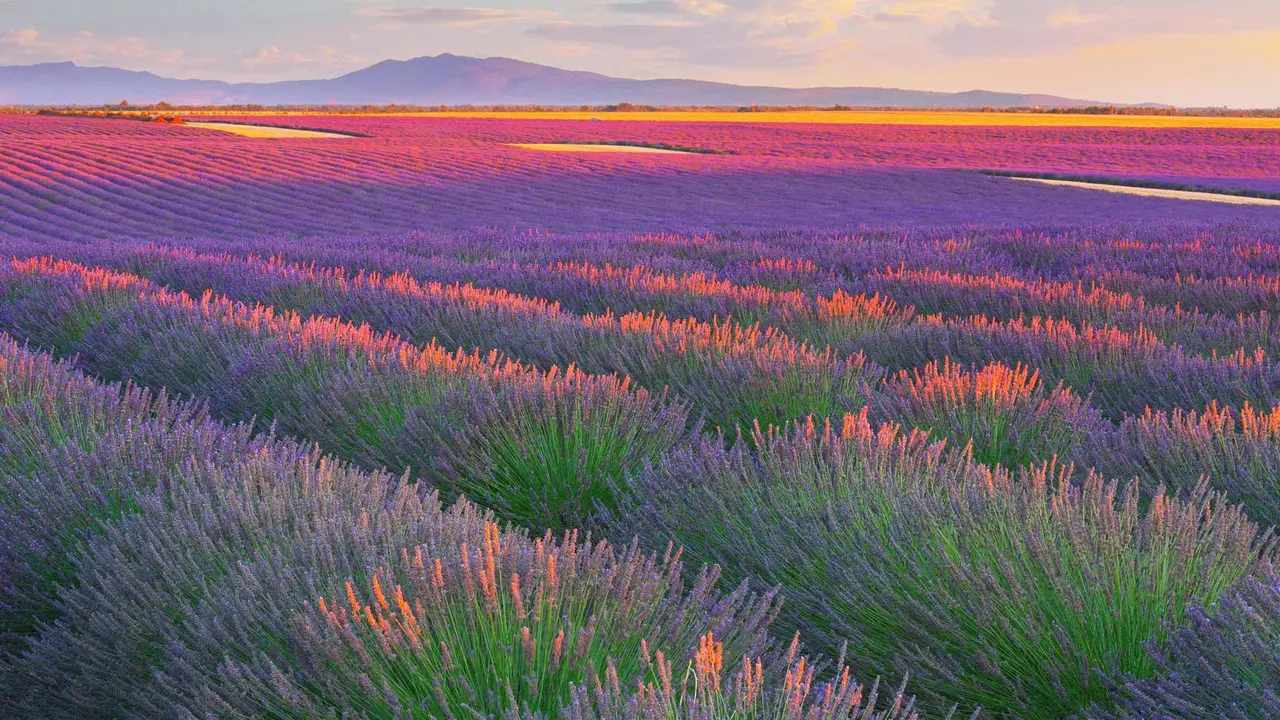 Lavender fields in Plateau de Valensole, France