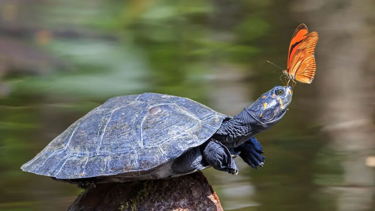 A Julia butterfly on the nose of a yellow-spotted river turtle, Amazon Region, Ecuador