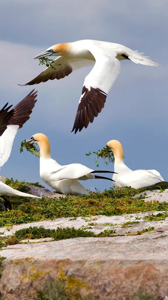 大萨尔提岛上的北方塘鹅，爱尔兰