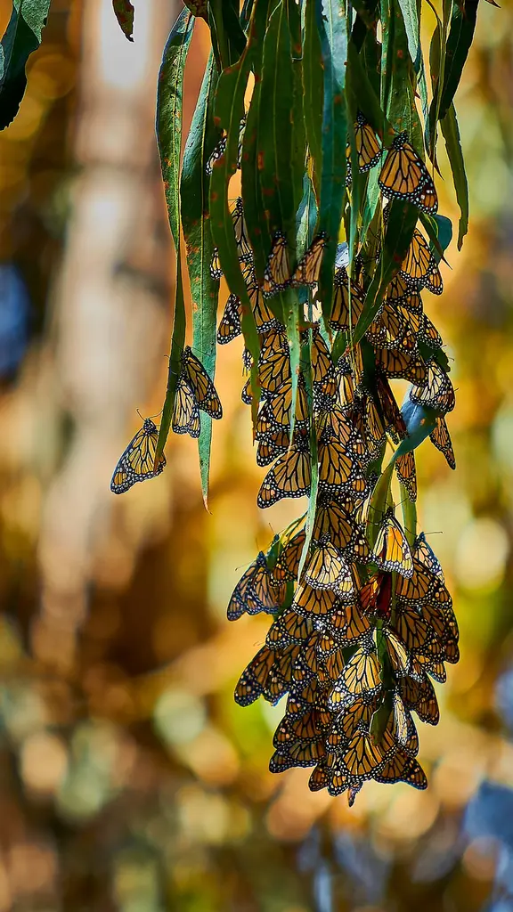 Balletto di farfalle