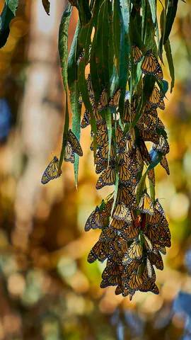 Balletto di farfalle