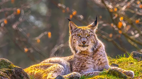 Eurasian lynx, Siberia