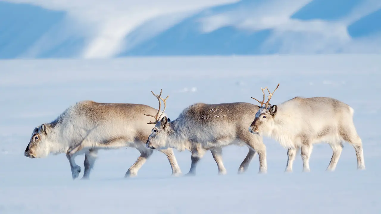 Auguri di buon Natale!