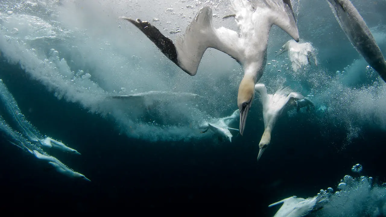 Northern gannets diving for fish, Shetland Islands, Scotland