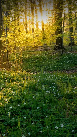 Lichtstrahl &uuml;ber B&auml;ume und Wiesen