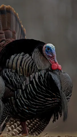 Stuffed with gratitude