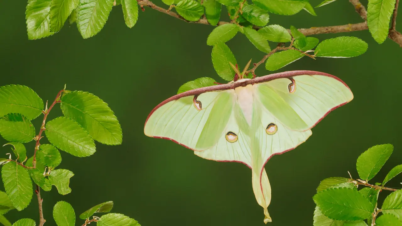 Luna moth resting on cedar elm, New Braunfels, Texas, United States