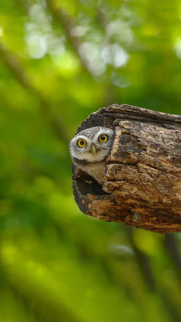 小猫头鹰瞪了你一眼