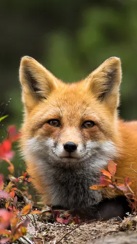Red fox, Canada