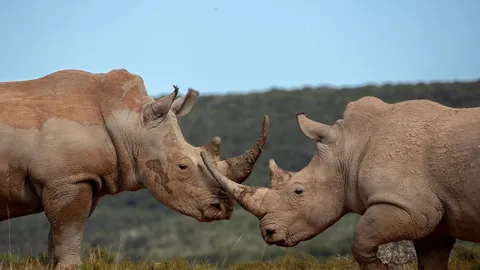 So gro&szlig; und so niedlich!