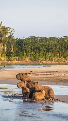 Amor que flui &agrave; beira-rio