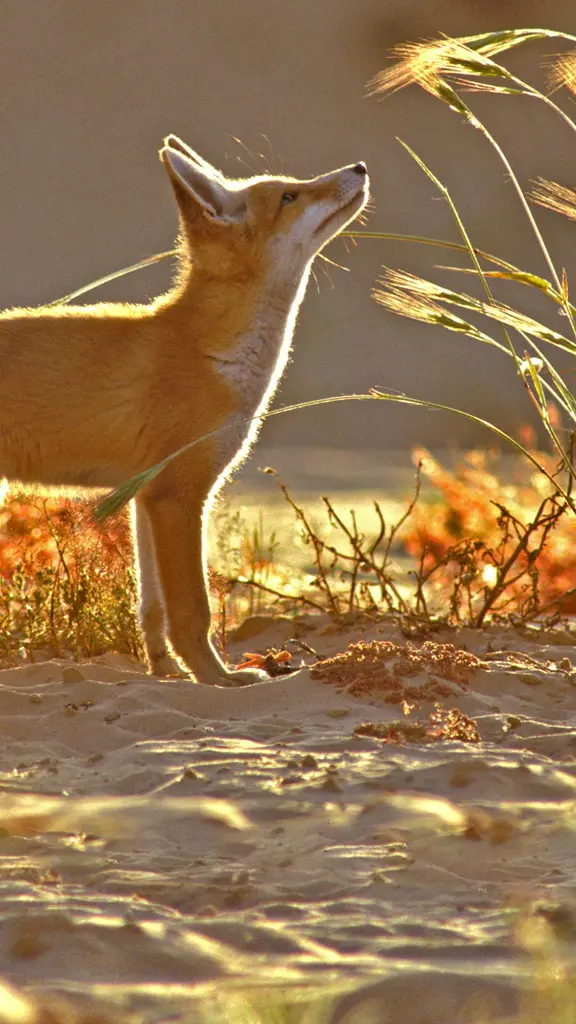 在三伏天遇到一位专家