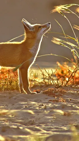 在三伏天遇到一位专家