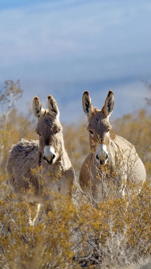 Donkeys in a valley near Rhyolite, Nevada, United States