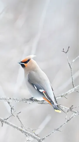 小さくて可愛い鳥