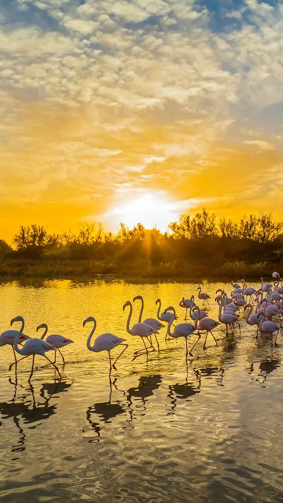 De dr&ocirc;les de b&ecirc;tes !