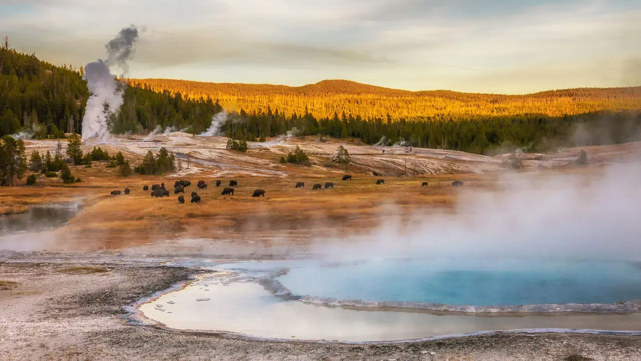 Bison grazing at thermal hot springs, Yellowstone National Park, Wyoming, United States