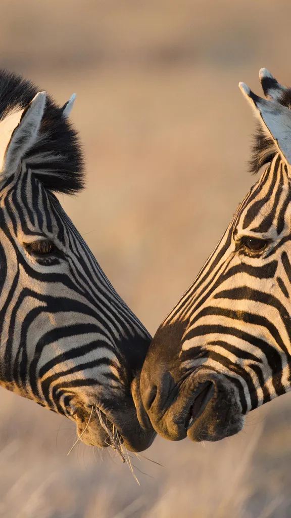 Plains zebras, Etosha National Park, Namibia