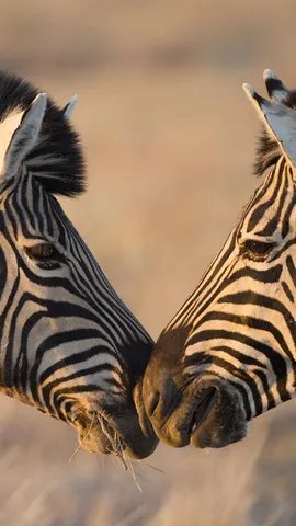 Plains zebras, Etosha National Park, Namibia