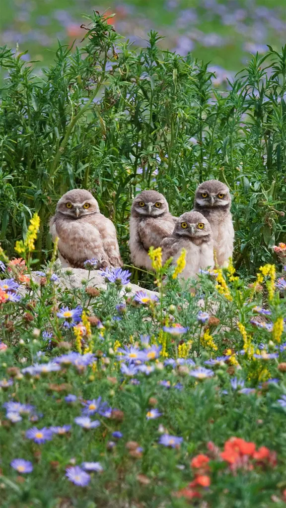 小穴鸮们会与你不期而遇