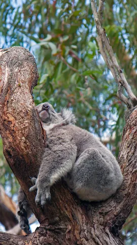 一天睡20个小时