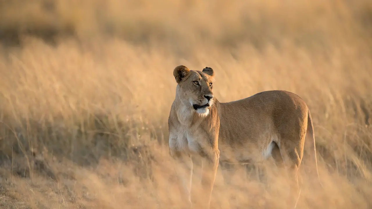 Lioness in Maasai Mara National Reserve, Kenya