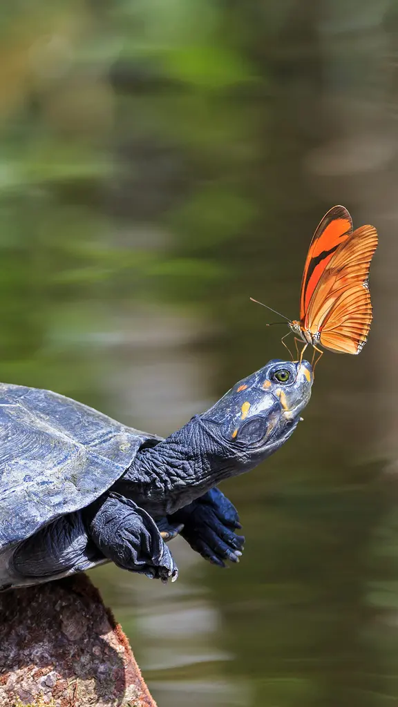 A Julia butterfly on the nose of a yellow-spotted river turtle, Amazon Region, Ecuador