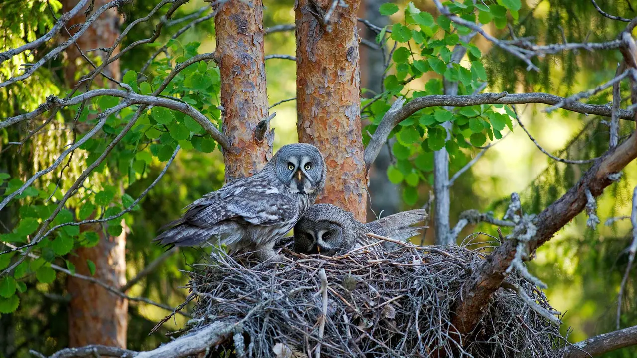 Great grey owls in their nest, Finland