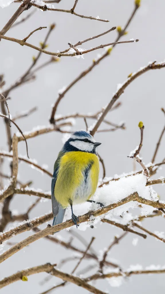 Une touche de couleurs qui ravive l'hiver