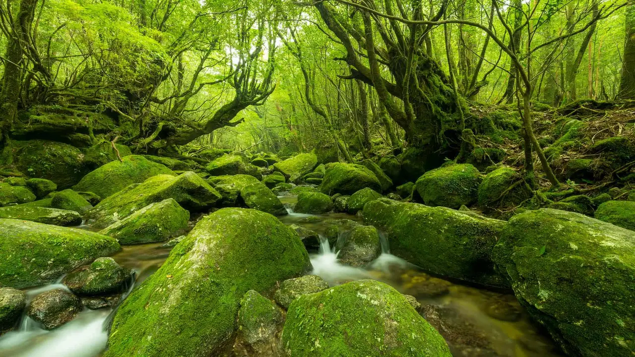 今日はみどりの日