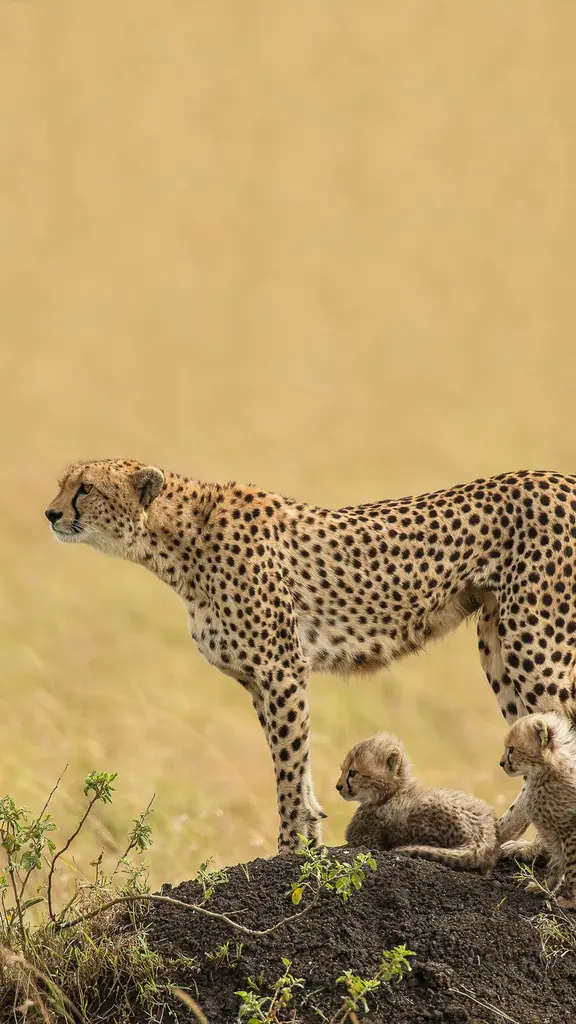 Che bei cuccioli.. occhio a mamma!