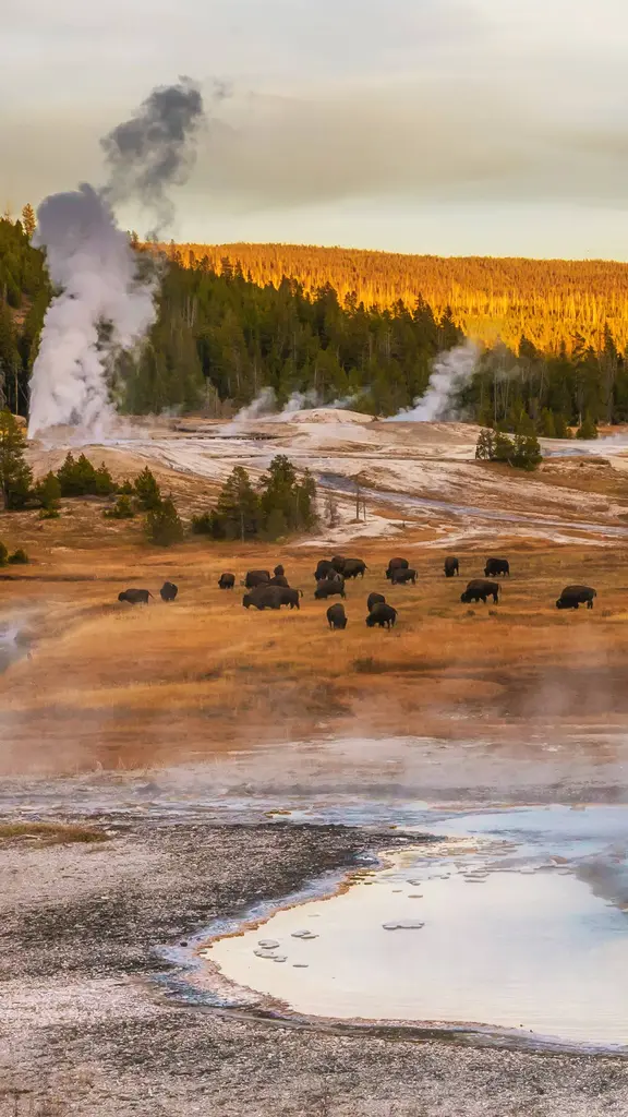 Bison grazing at thermal hot springs, Yellowstone National Park, Wyoming, United States