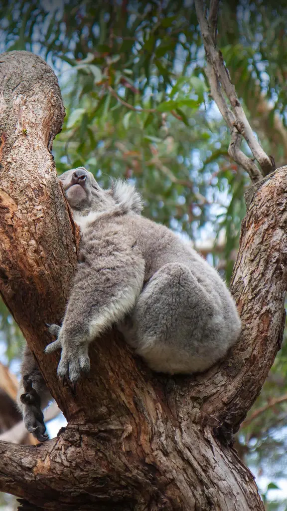 Sogni d`oro piccolino!
