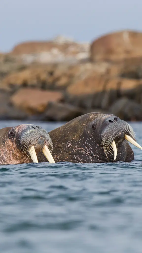 Unglaubliche Tiere, unglaubliche Inseln!