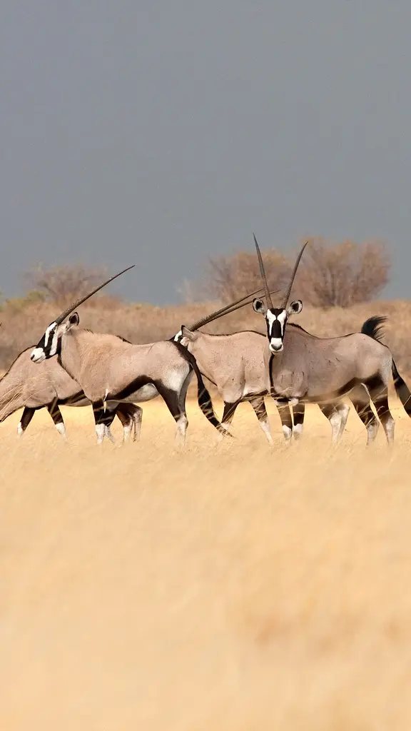 These antelopes are real gems
