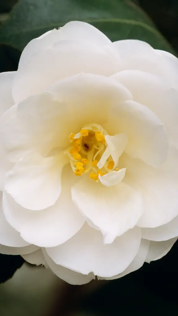 Uma flor pela liberdade