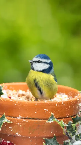 Having a holly good time