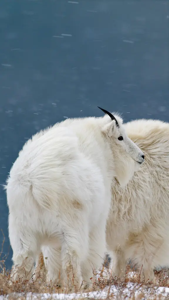 它们对你也同样好奇