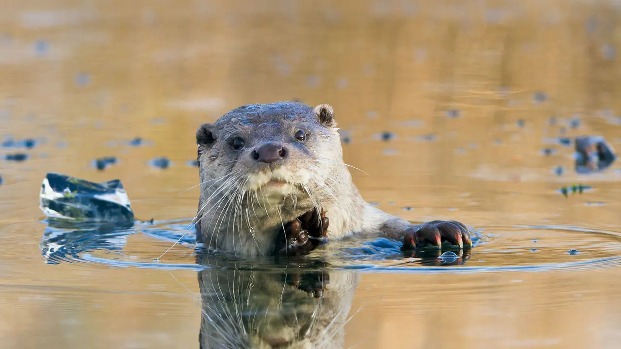 The 'otter' side of life