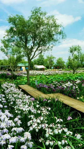 今日から水郷佐原あやめ祭り
