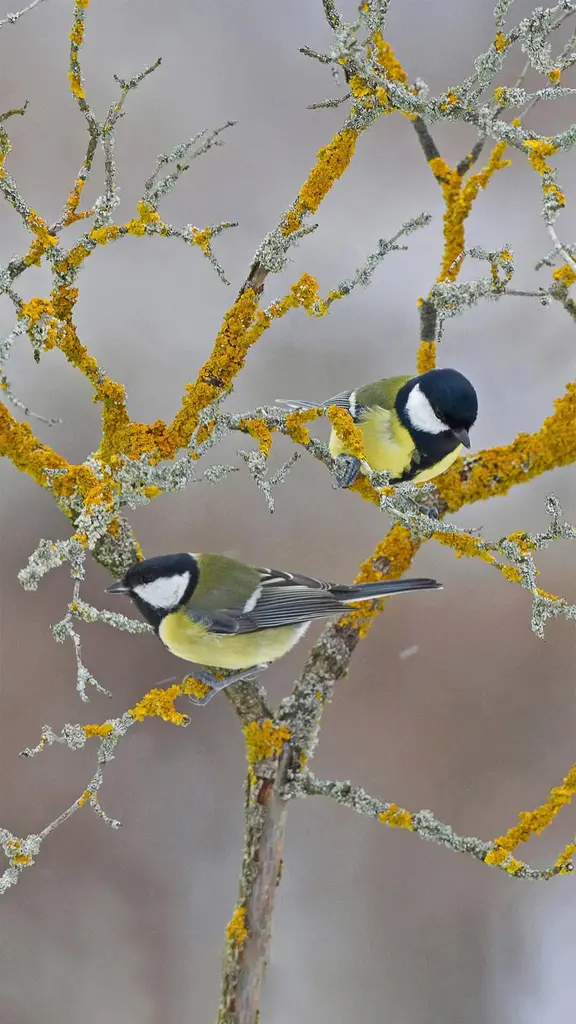 冬天树枝上的大山雀，法国