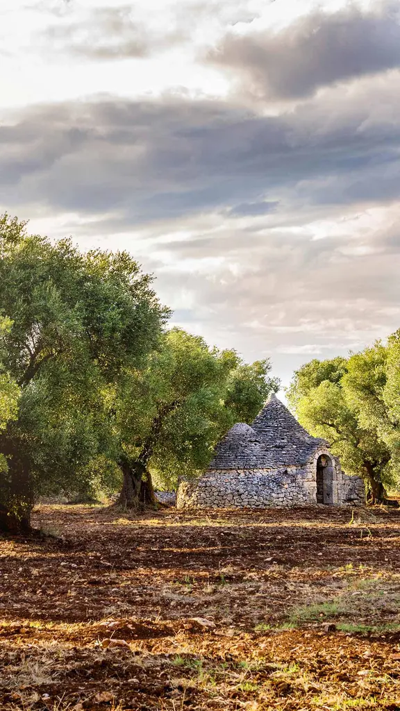 Many centuries of olive trees