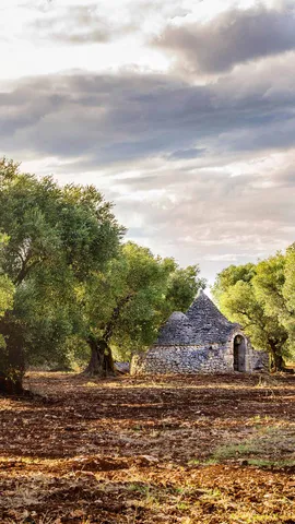 Many centuries of olive trees