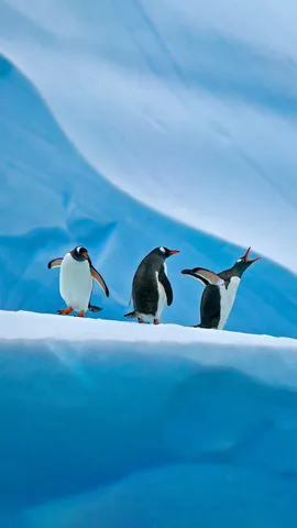 南极洲的巴布亚企鹅