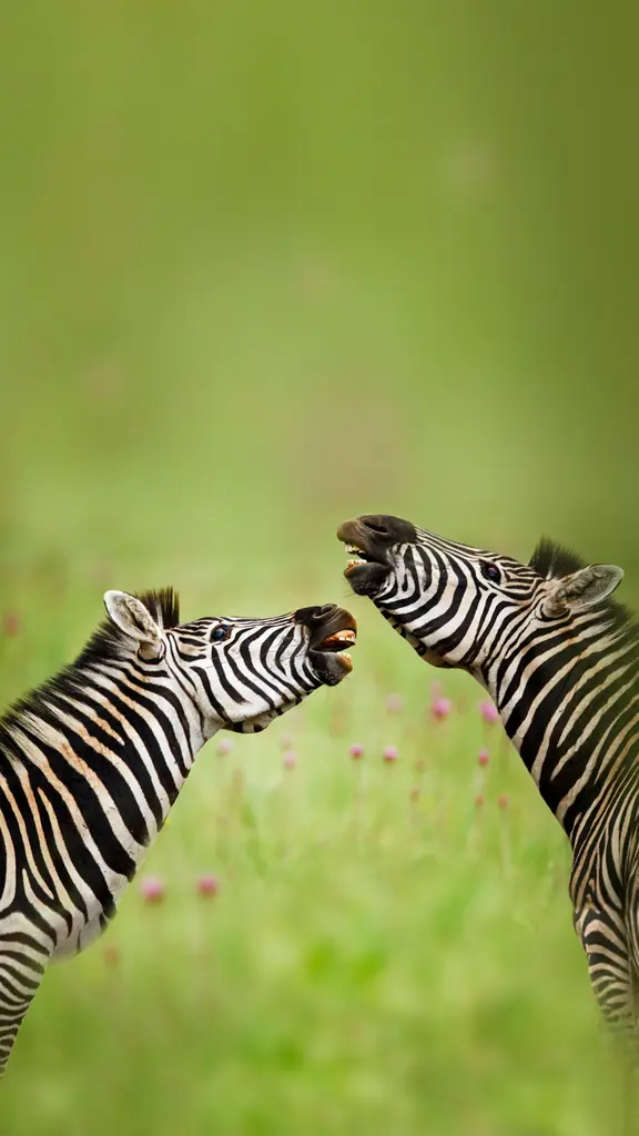 Rietvlei自然保护区内的雄性布氏斑马，南非